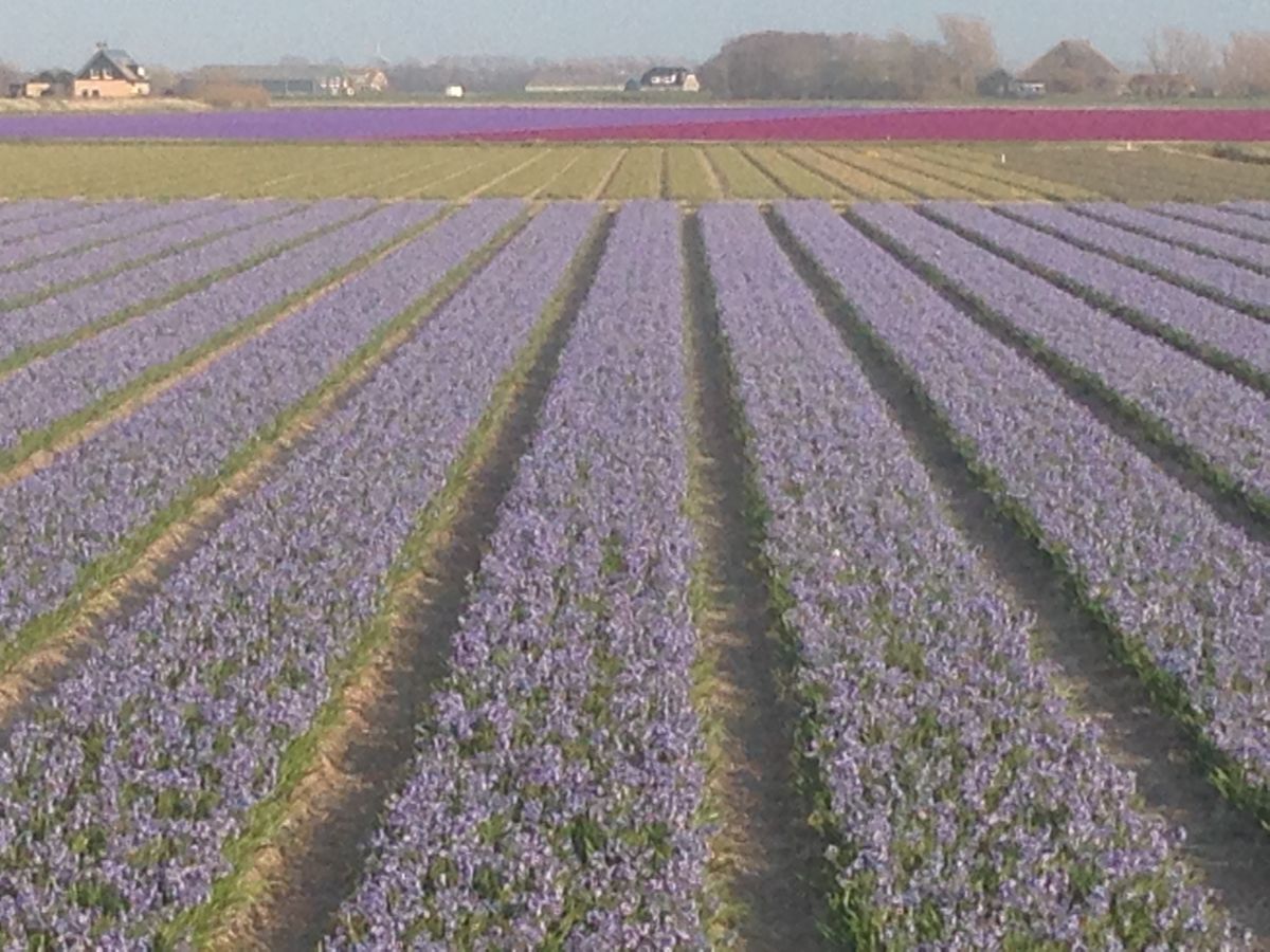 Blumenfelder im April