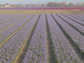 Vakantiehuis Callantsoog Omgeving 26