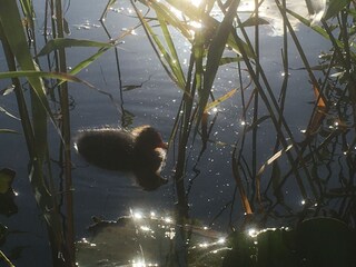 Casa per le vacanze Callantsoog Registrazione all'aperto 11