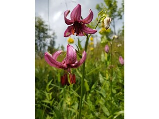 Türkenbund, seltene subalpine Pflanze