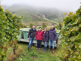 unsere Feriengäste bei der Weinlese