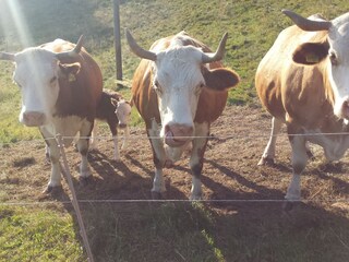 Vakantieappartement Mitteltal Buitenaudio-opname 5