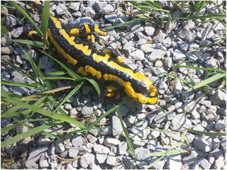 Appartamento per vacanze Mitteltal Ambiente 32