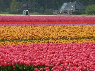 Vakantiehuis Egmond aan Zee Omgeving 11