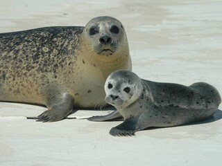 Appartamento De Koog Ambiente 19