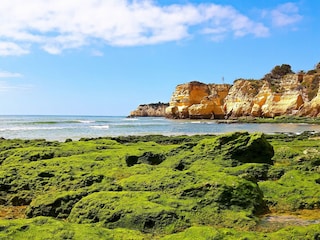 Gezeitenbild - schöner weicher grüner Teppich im März