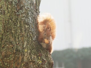 Vakantieappartement Stelle-Wittenwurth Buitenaudio-opname 20