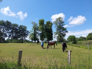 Pferdewiese mitten im Dorf