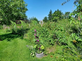 The wild part of the garden