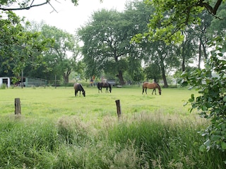Meadow with horses in the middle of the village