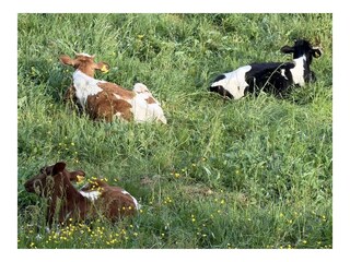 Calves in our field by the house