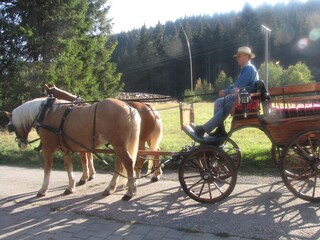 Apartamento de vacaciones Hinterzarten Entorno 23