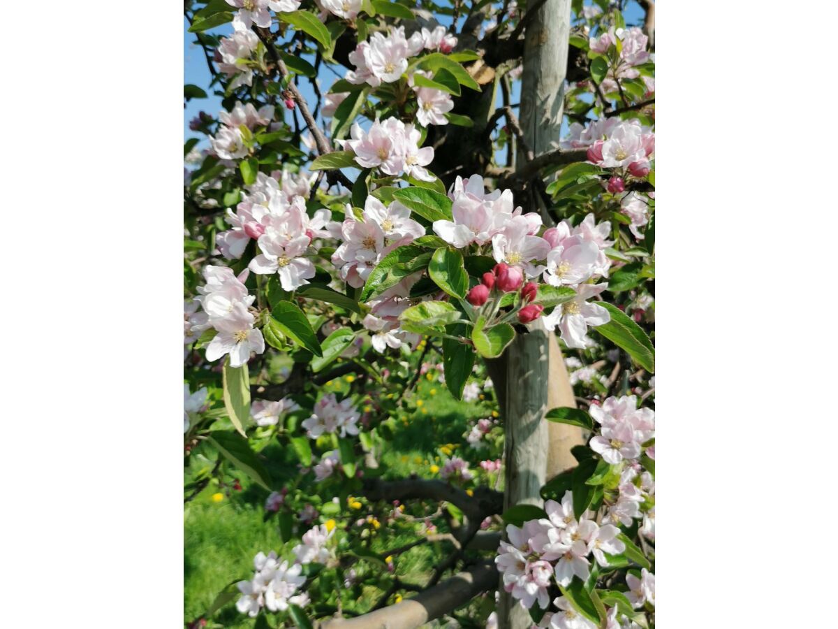 Blüte , im gr. zusammenhängenden Obstanbaugebiet an der