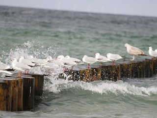 Möwen am Strand