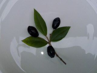 Casa per le vacanze Pescia Documento 43