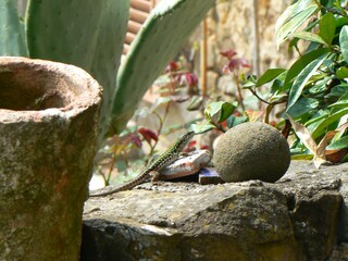 Casa de vacaciones Pescia Grabación al aire libre 23