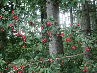 Herbst