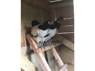 Appartamento per vacanze Kaltern Registrazione all'aperto 11