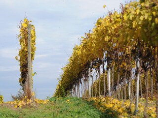 Herbst am Kaiserstuhl