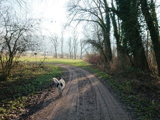 beautiful trails to Lake Constance