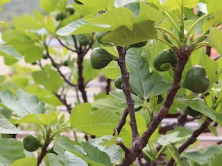 Bei uns wachsen Feigen Zitronen Kiwi Nar usw.....