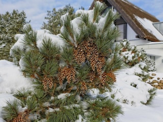Schneebedeckte Vegetation