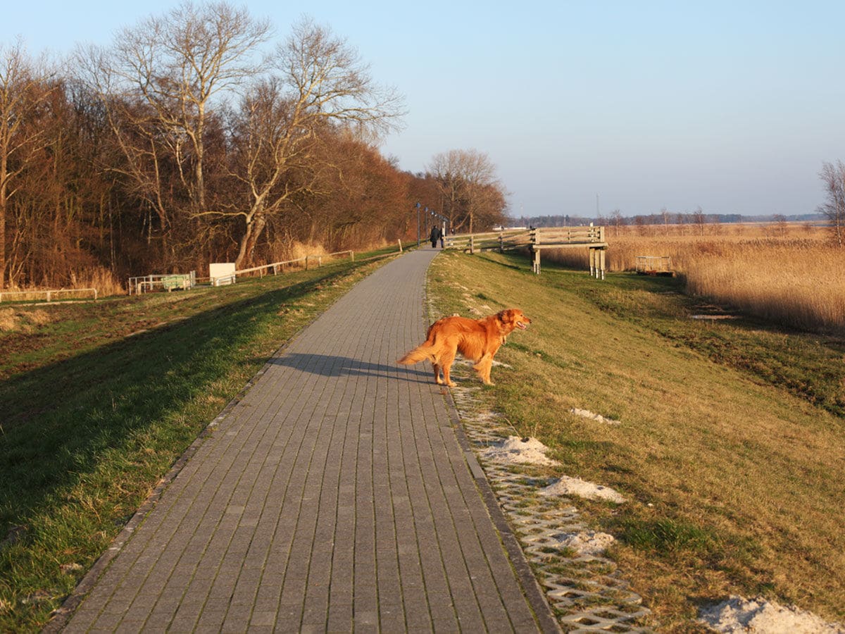 Deichweg mit Blick auf die Vogelinsel