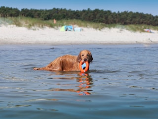 Appartamento per vacanze Zingst Ambiente 20