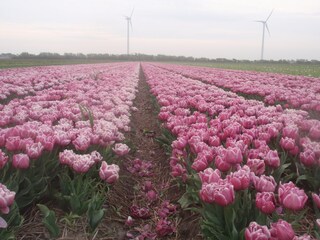 Bluhenden Tulpen (im fruhjahr)