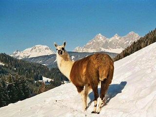 Winter in den Alpen