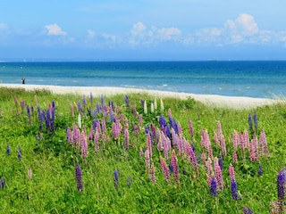 Strand bei Kroonsgard