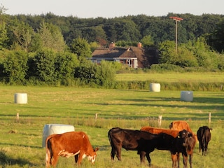 Ferienhof vom Deich aus gesehen