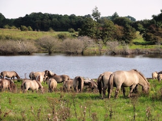 Koniks auf der Geltinger Birk