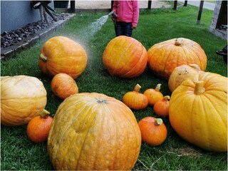 Kürbisernte im Herbst
