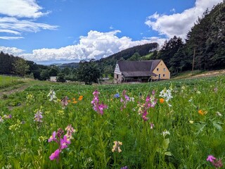 Unser Blumenfeld und eigene Kartoffeln.