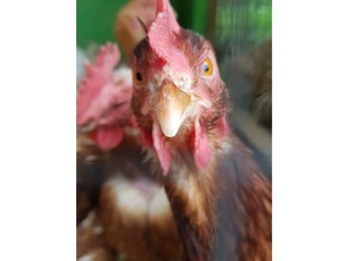 Bei uns bekommt ihr frische Eier.