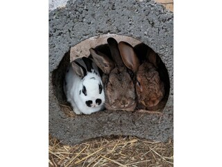 Unsere beiden Kaninchenställe sind begehbar für euch.