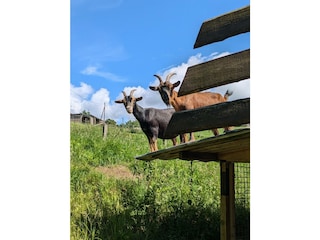 Mit Petra und Feli könnt ihr spazieren gehen.