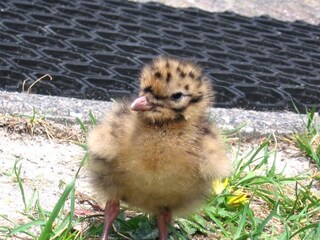 Casa per le vacanze Hollum Ambiente 34