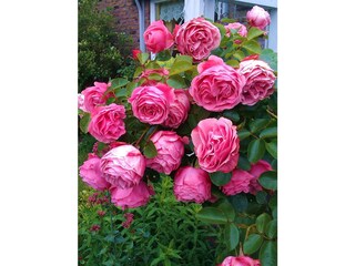 Vakantiehuis Hollum Omgeving 32