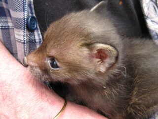 Casa per le vacanze Hollum Ambiente 27