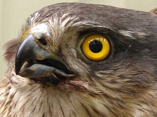 Casa per le vacanze Hollum Ambiente 29