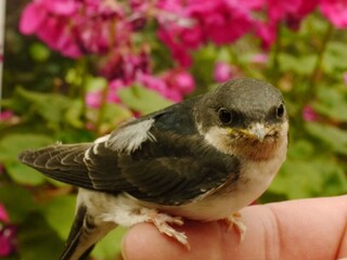Casa per le vacanze Hollum Ambiente 30
