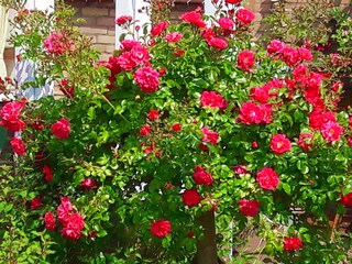 Casa per le vacanze Hollum Ambiente 33