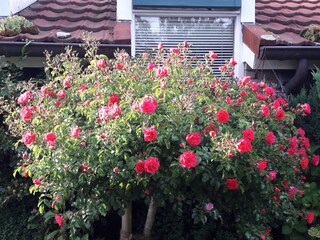 Casa per le vacanze Hollum Ambiente 28