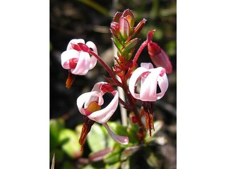 Casa per le vacanze Hollum Ambiente 31