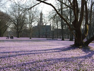 Krokusblüte im Husumer Schlossgarten (meistens im März)