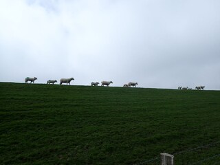 Holiday apartment Hattstedt Environment 27