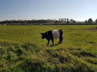 Holiday apartment Hattstedt Environment 28