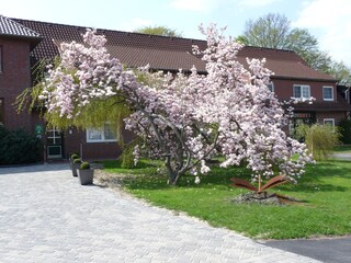 Maiblüte